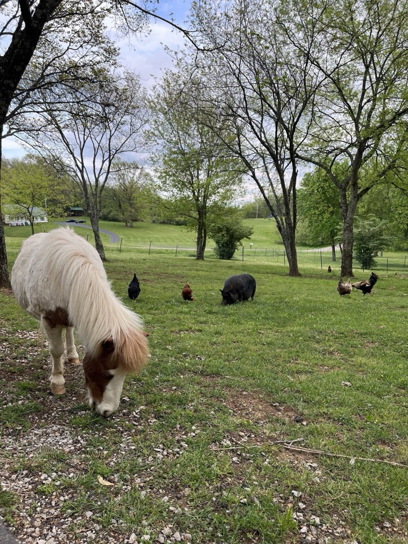 Cowboy Fred the mini horse grazing out front while a pot-belly pig and the free-range chickens forage across the pasture